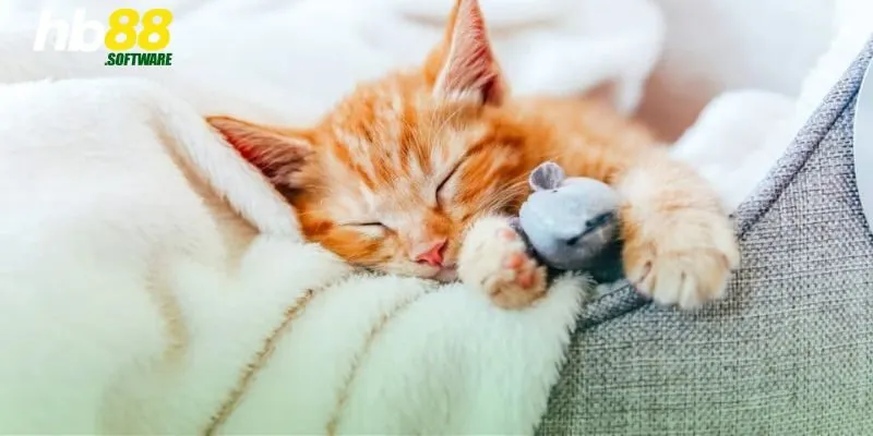 Những giấc mơ phổ biến nhất liên quan đến mèo