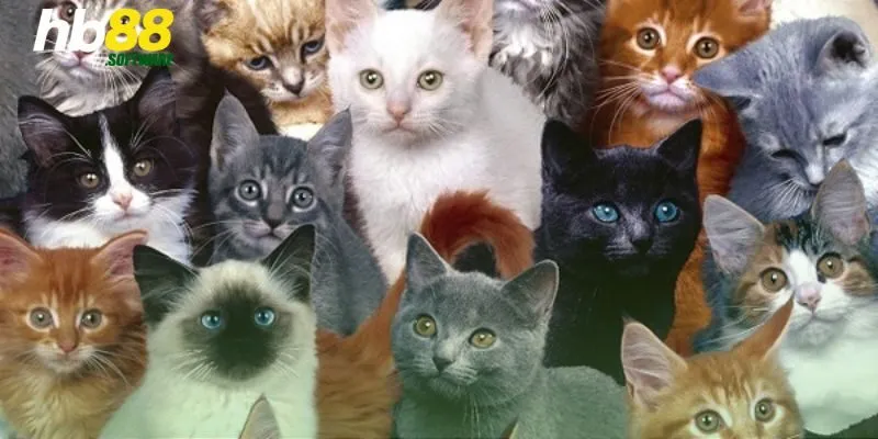 Mơ thấy đàn mèo